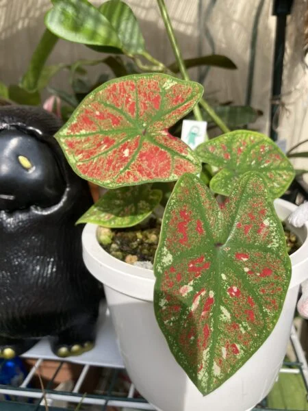 カラジウム ファイヤーフェニックス ②