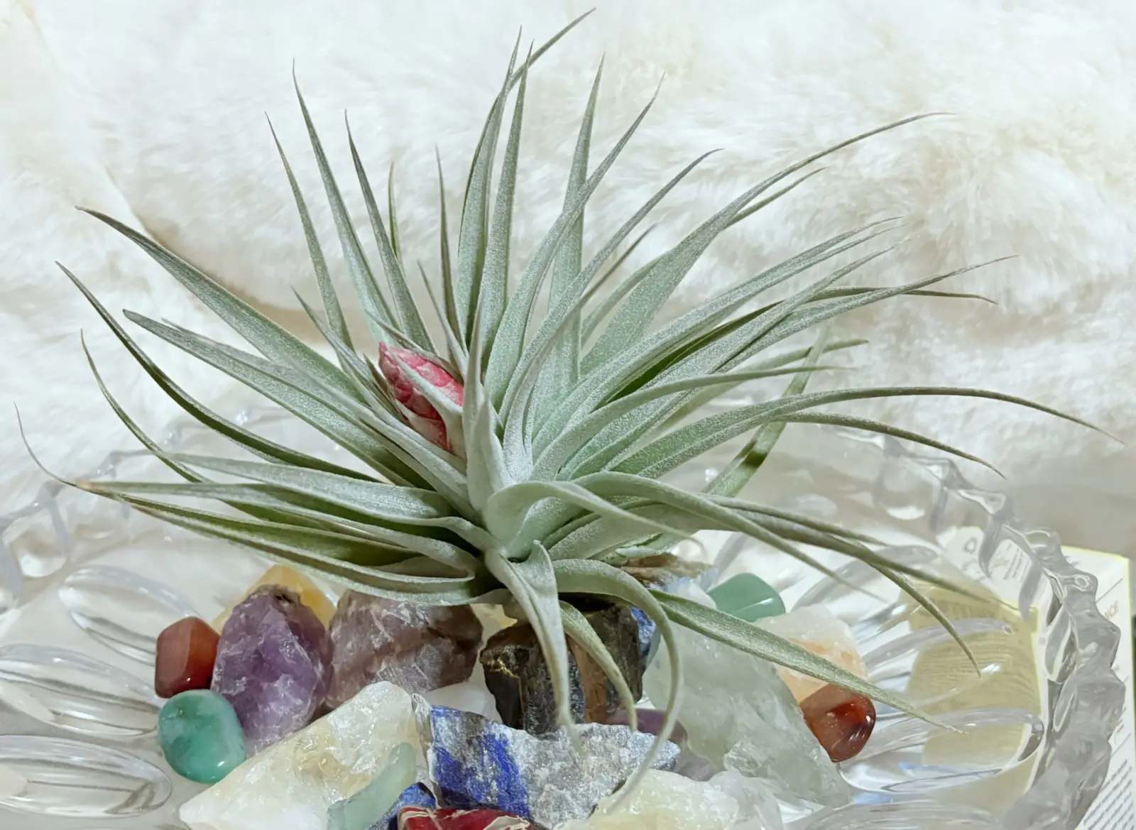 ティランジア レクルビフォリア　recrvifolia