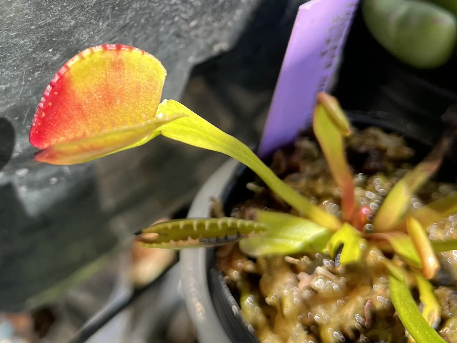 食虫植物　ディオネア　マスシプラ　クレナタ　ハエトリグサ　ハエトリソウ