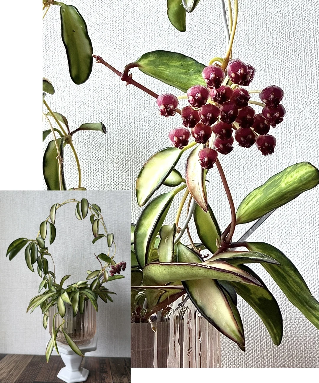 ホヤ ケンティアナバリエガータ 花