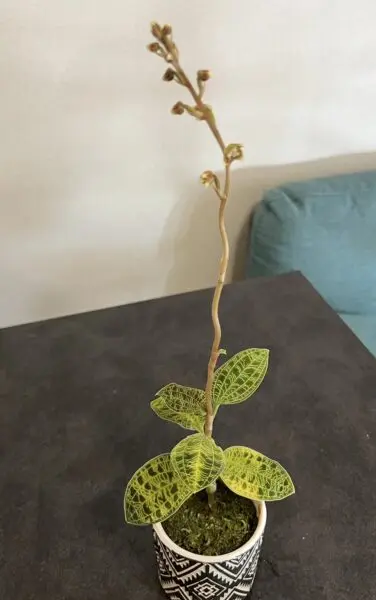 マコデス ペトラ ジュエルオーキッド 花 ホムセン