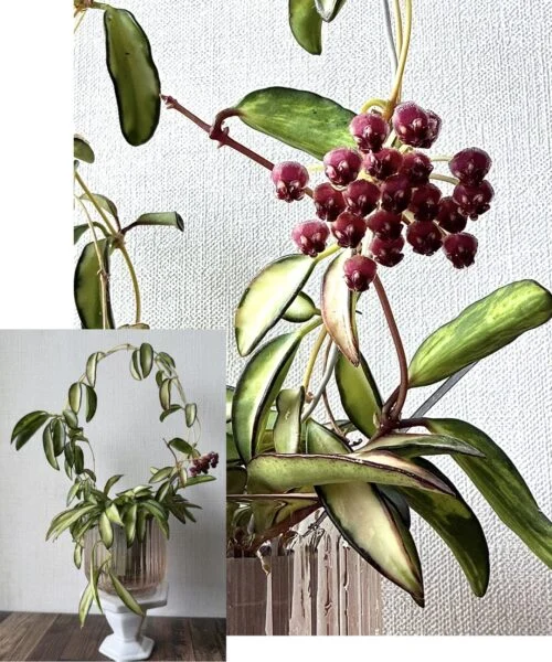 ホヤ ケンティアナバリエガータ 花