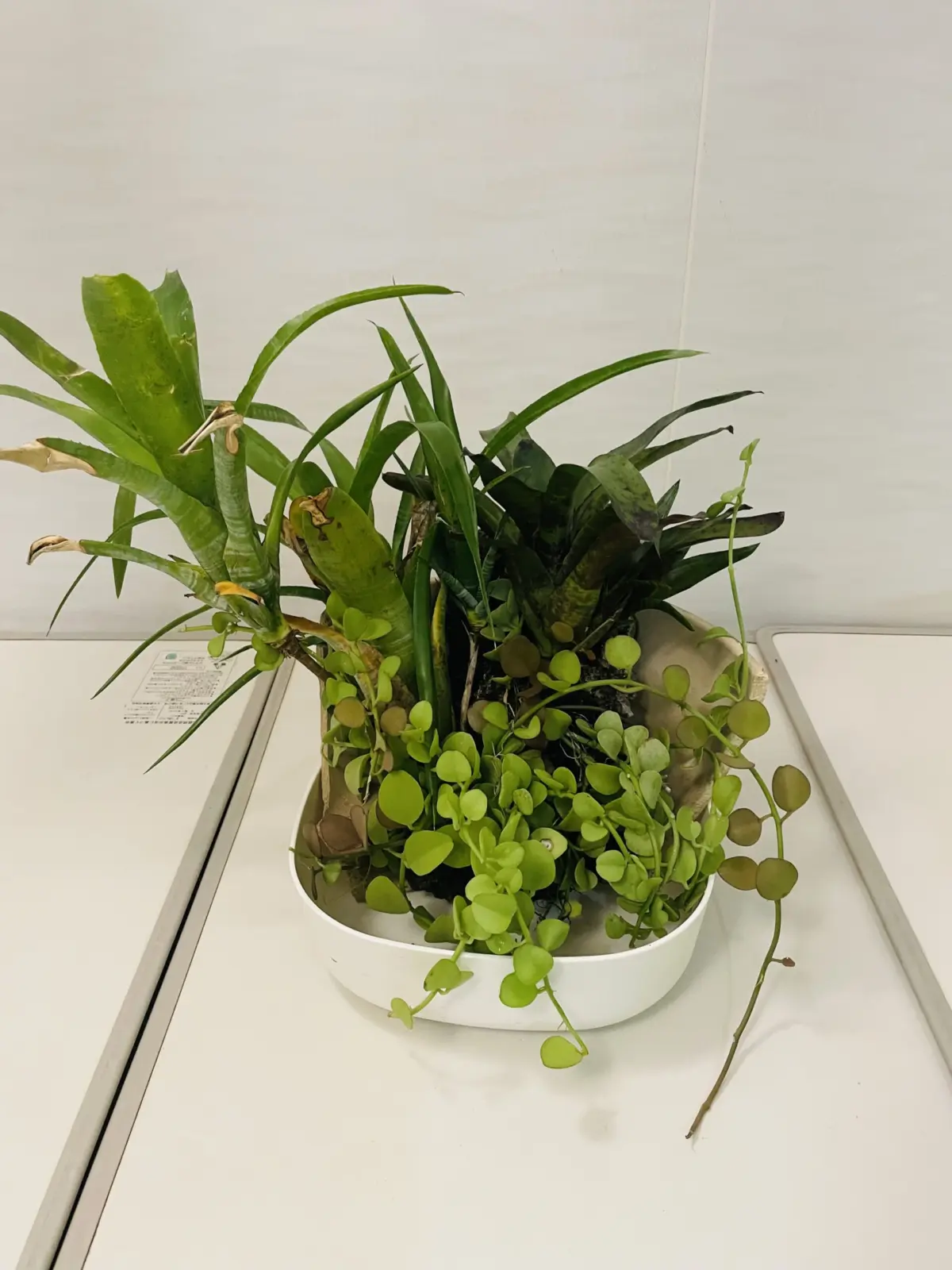 タンクブロメリア　パウシフローラジャイアント　ジャバプラム　ディスキディア　コルク付