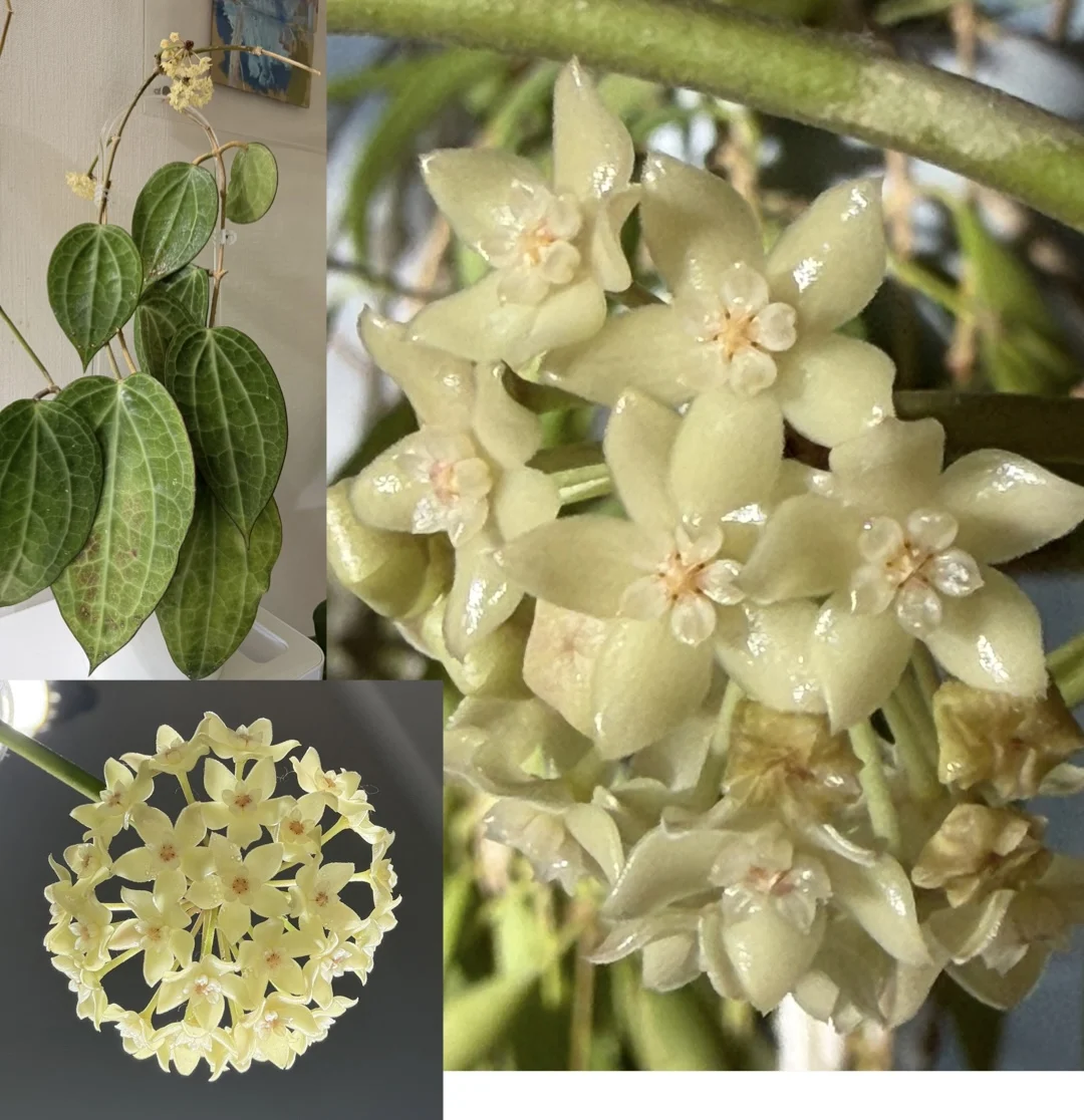 ホヤ ラティフォリア 花