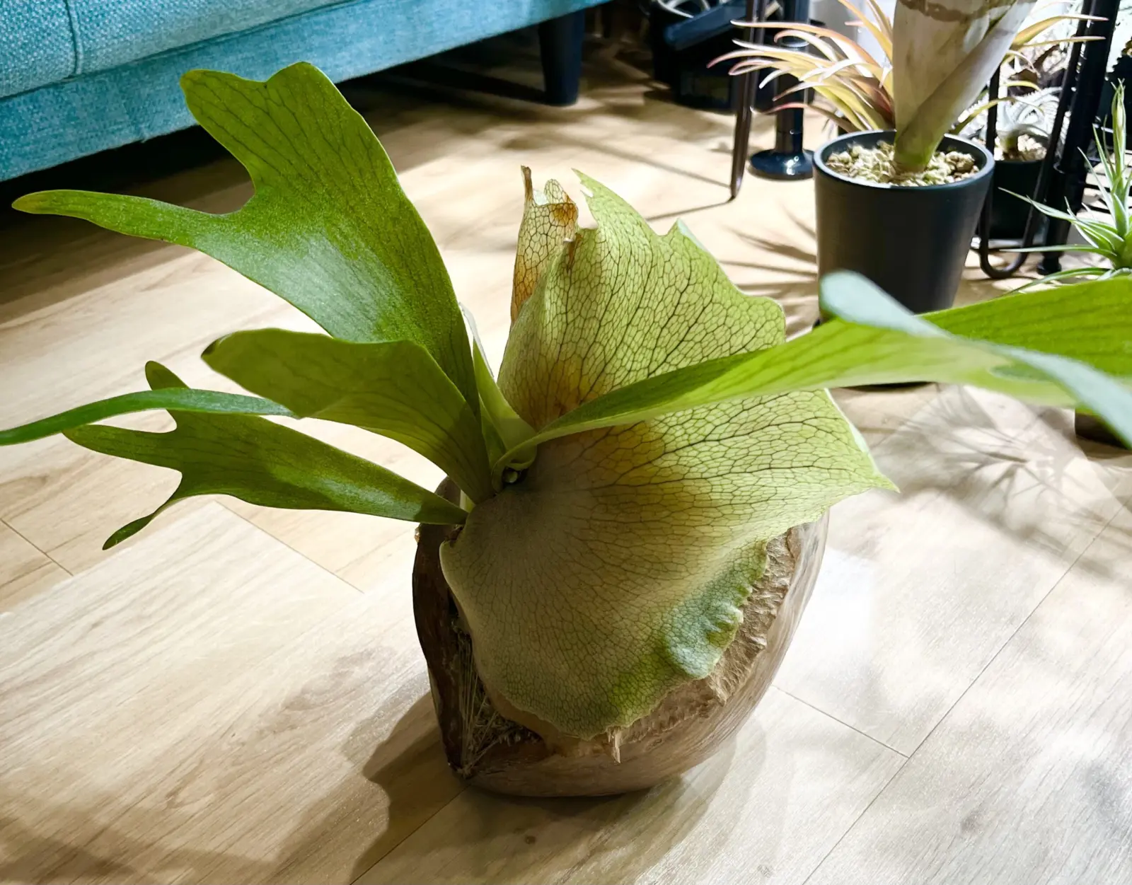 ビカクシダ　ネザーランド　ホムセン