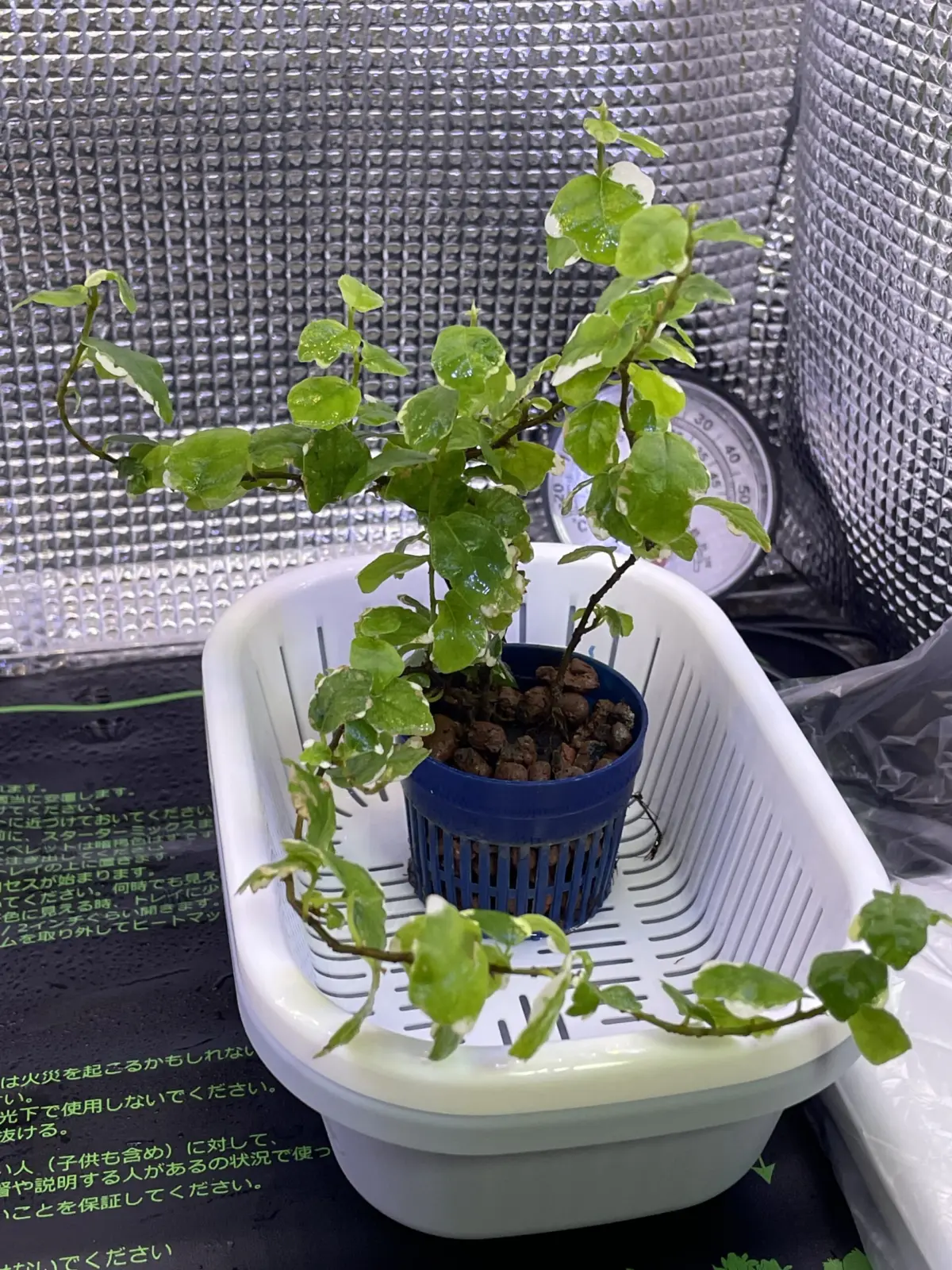 フィカス プミラ ダサい応募