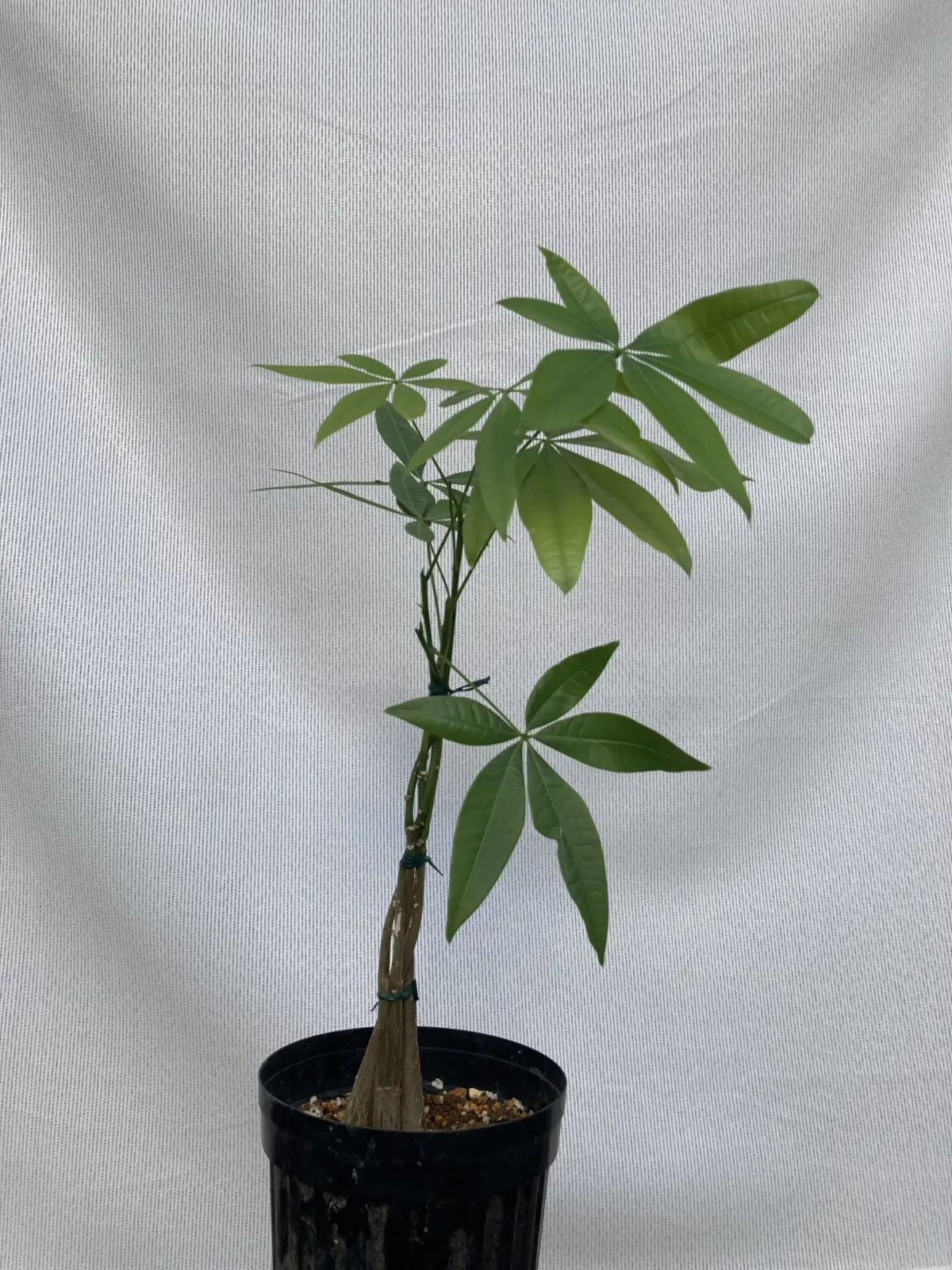 パキラ 100均 ③