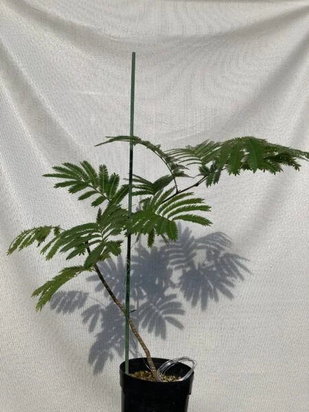 エバーフレッシュ ②