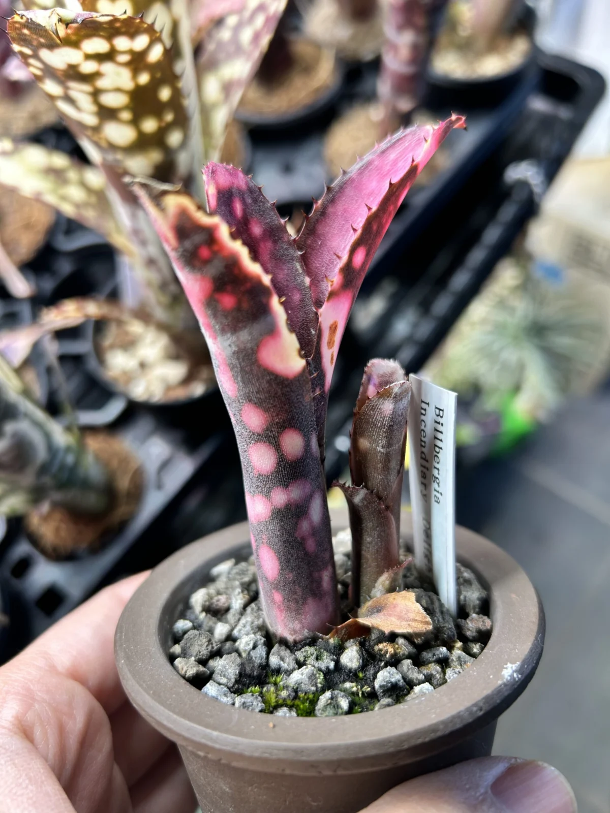 ビルベルギア　インセンディアリーデライト