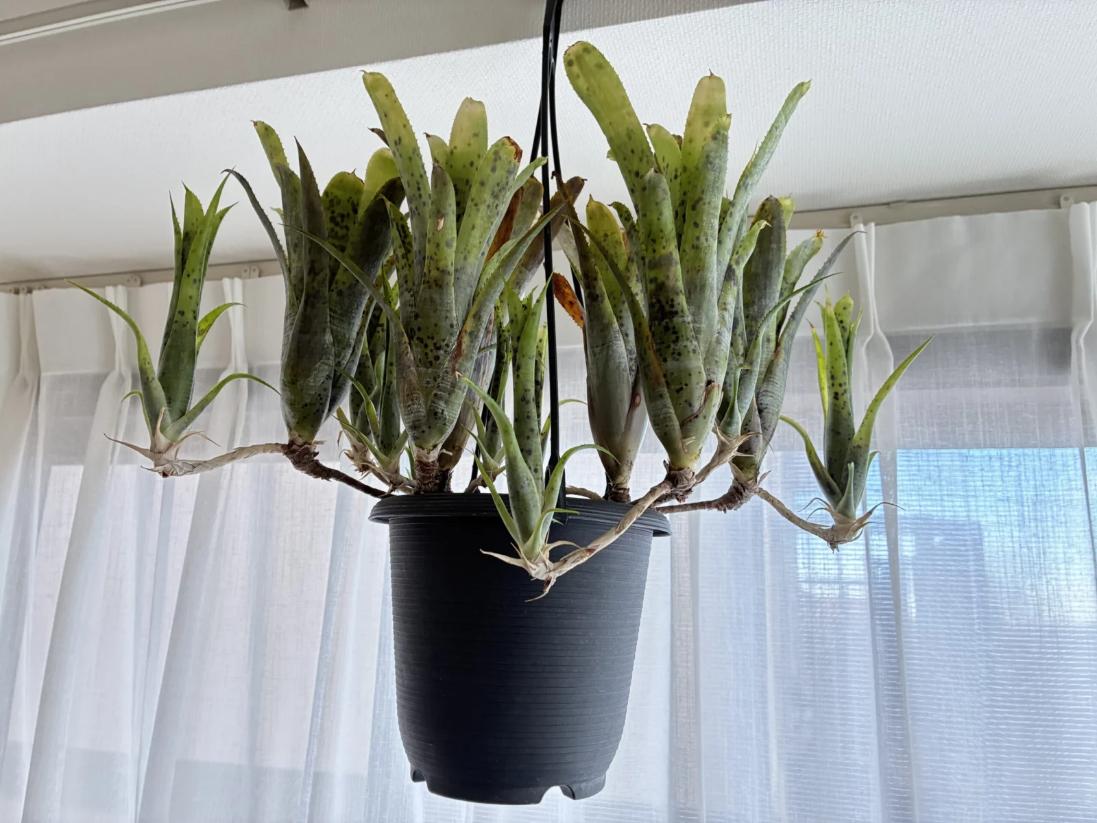 ネオレゲリア　パウシフローラ　シャンデリア