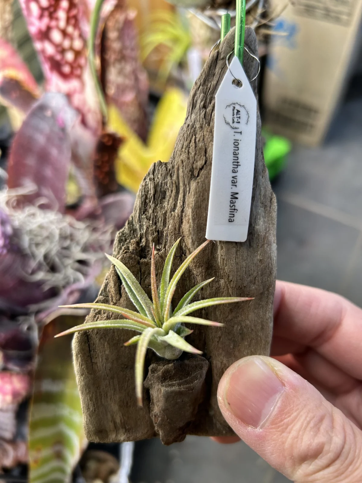 ティランジア　イオナンタ　マスフィナ