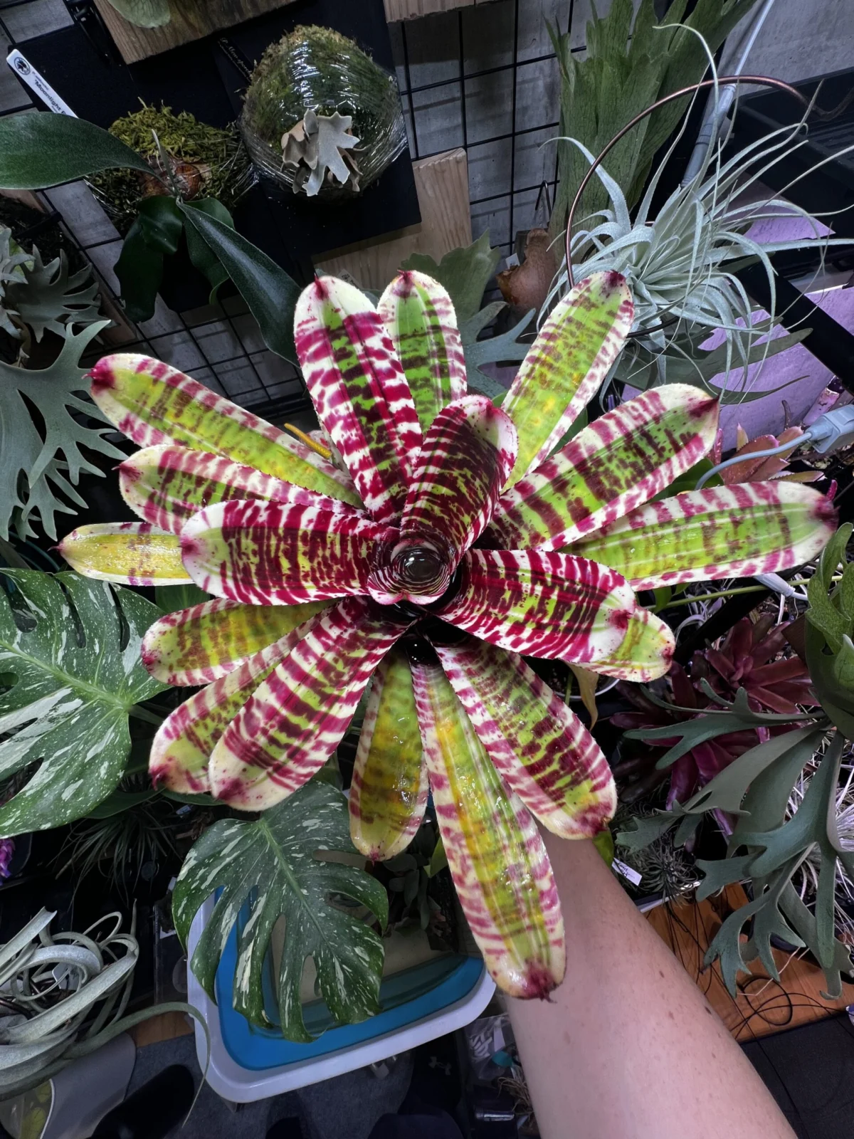 ネオレゲリア　ワイルドラビット