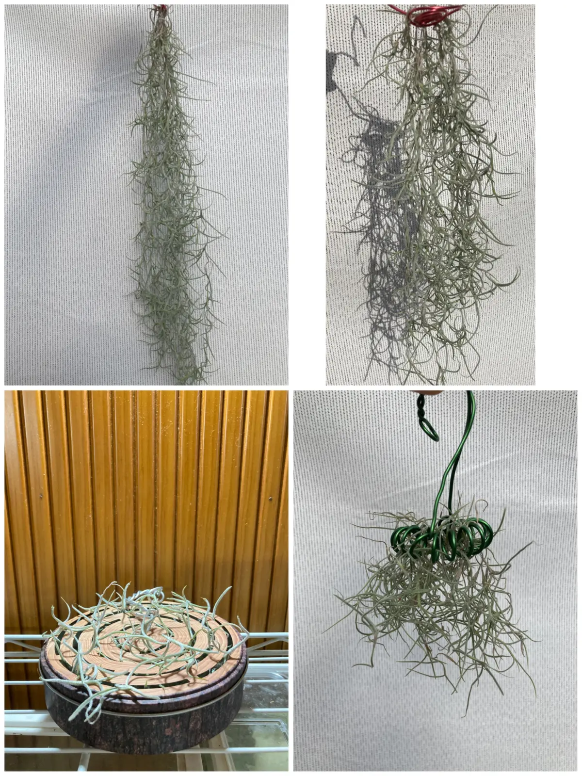 ティランジア ウスネオイデス 太葉