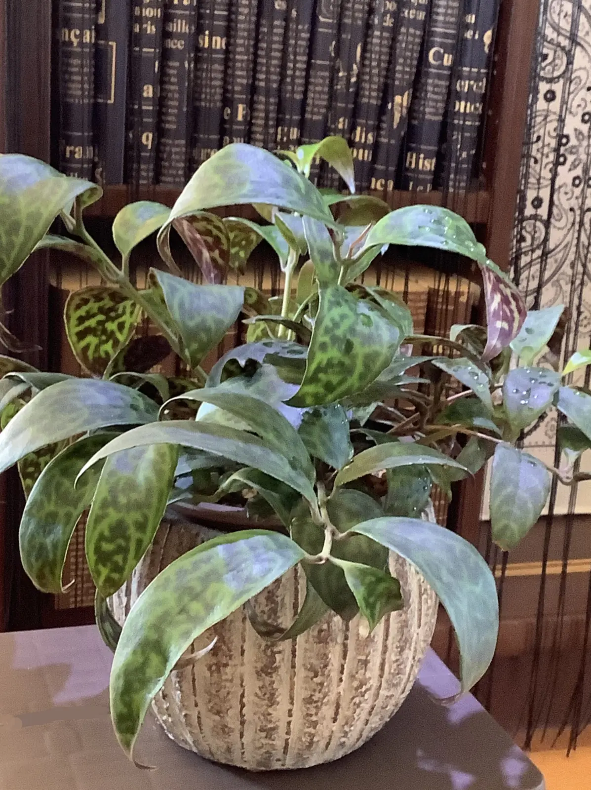 エスキナンサス　マルモラタス