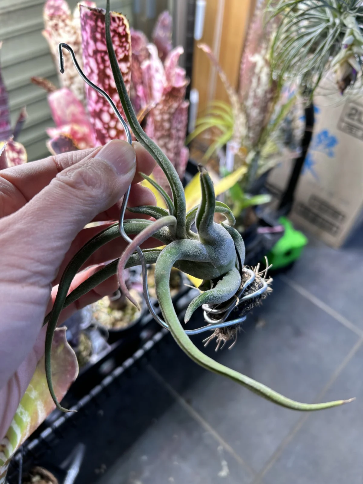 ティランジア カプトメデューサエ