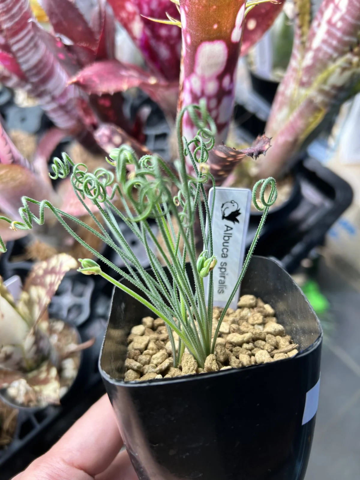 アルブカ スピラリス