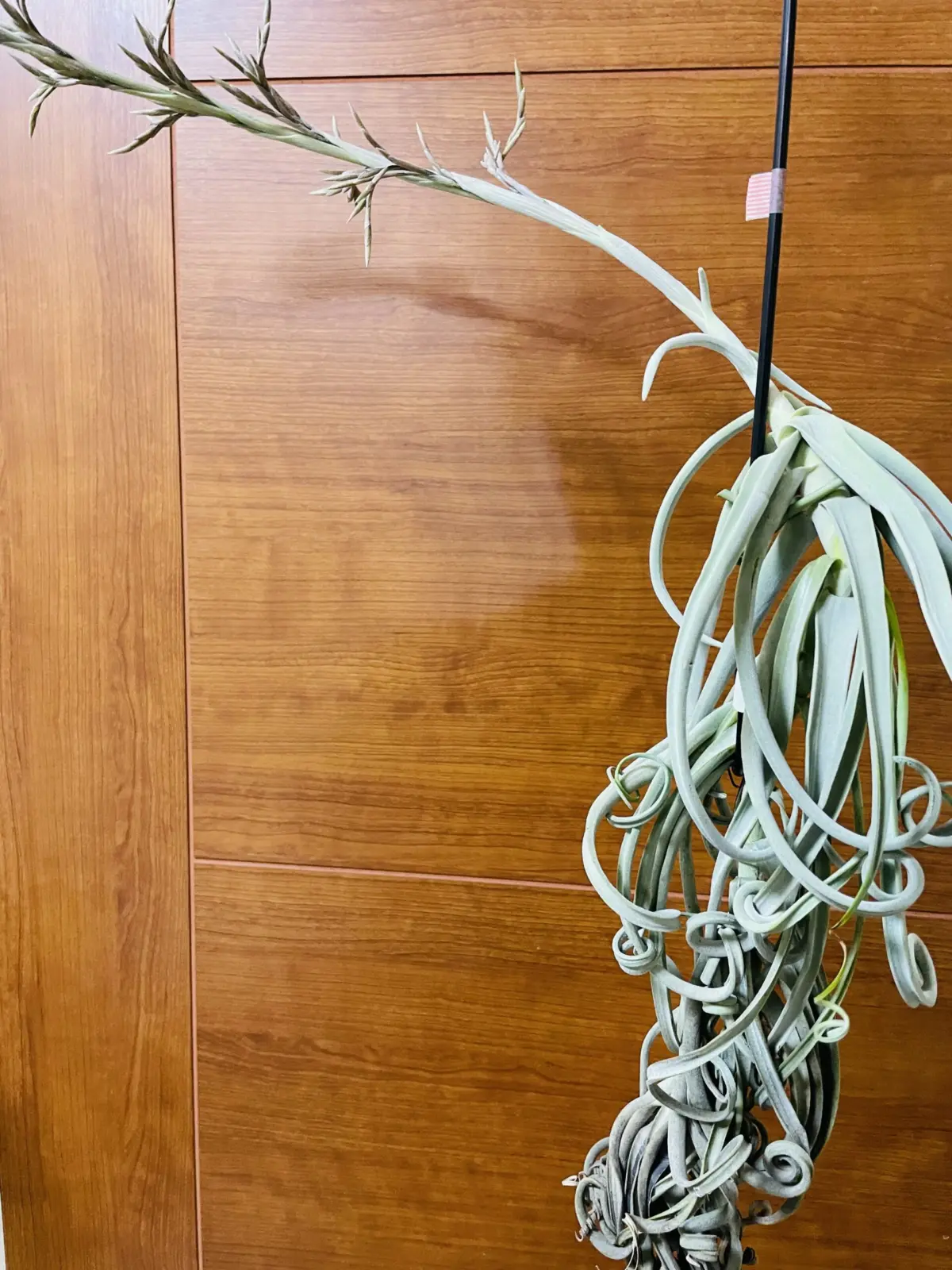 ティランジア　ドゥラティ　徒長　自戒