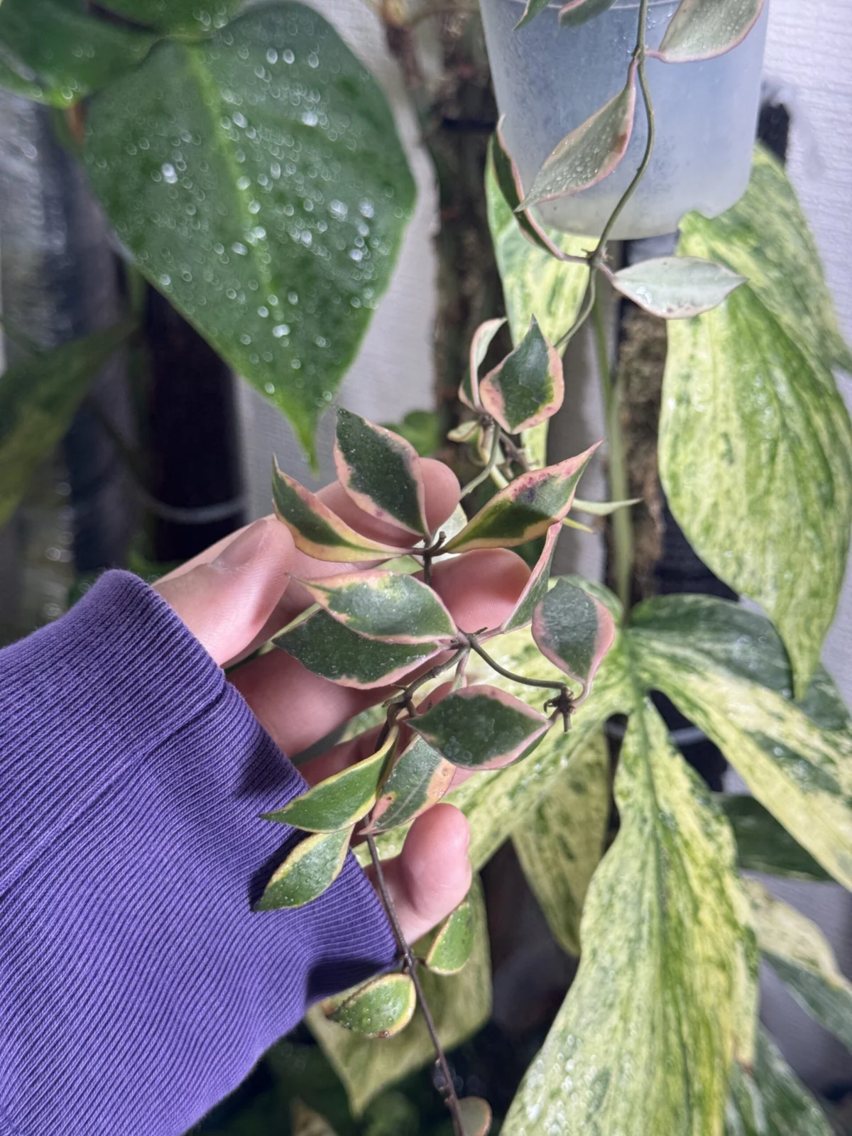 ホヤ　バコエンシス　アルボマルギナータ