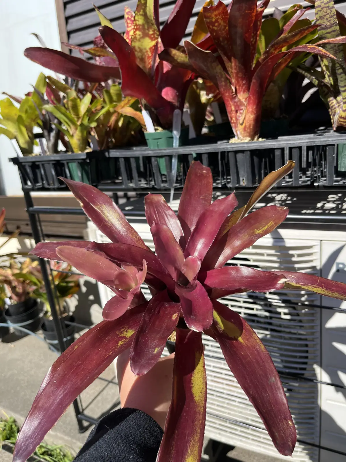 ネオレゲリア　グラナダ