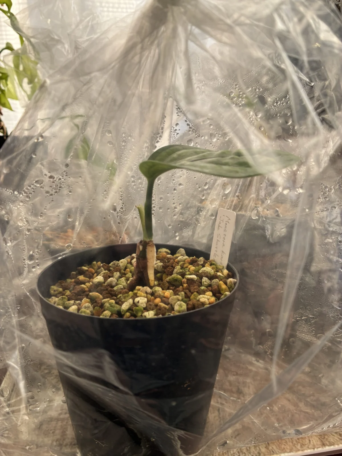 モンステラ　ジェイドシャトルコック