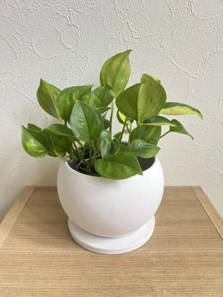 ポトス　グローバルグリーン