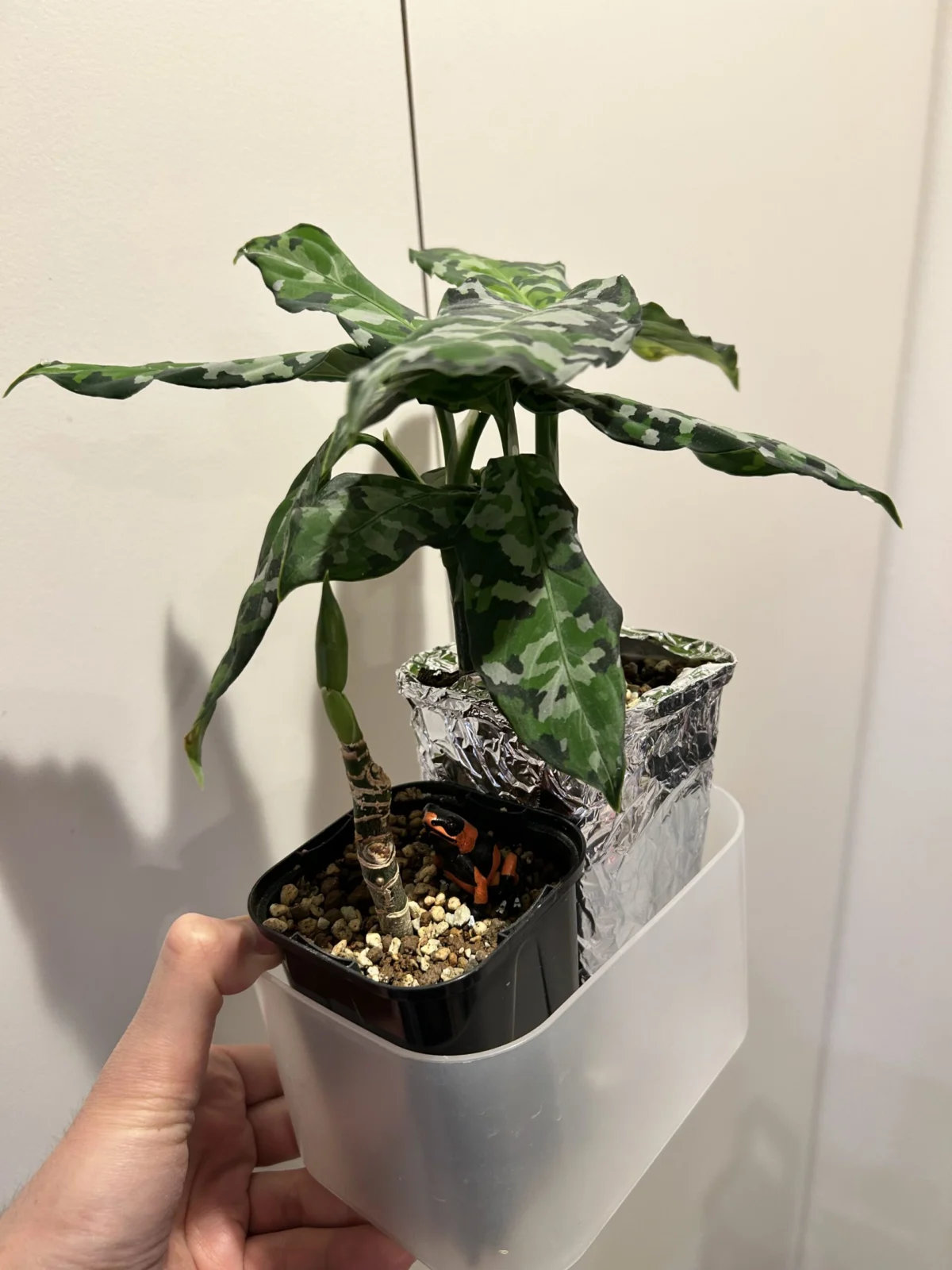 アグラオネマ ピクタム トリカラー