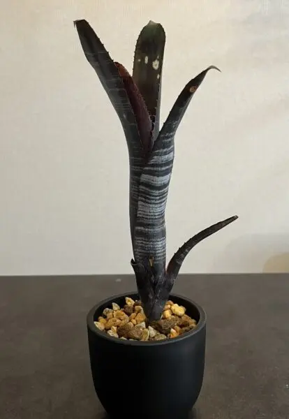 ビルベルギア オビワン