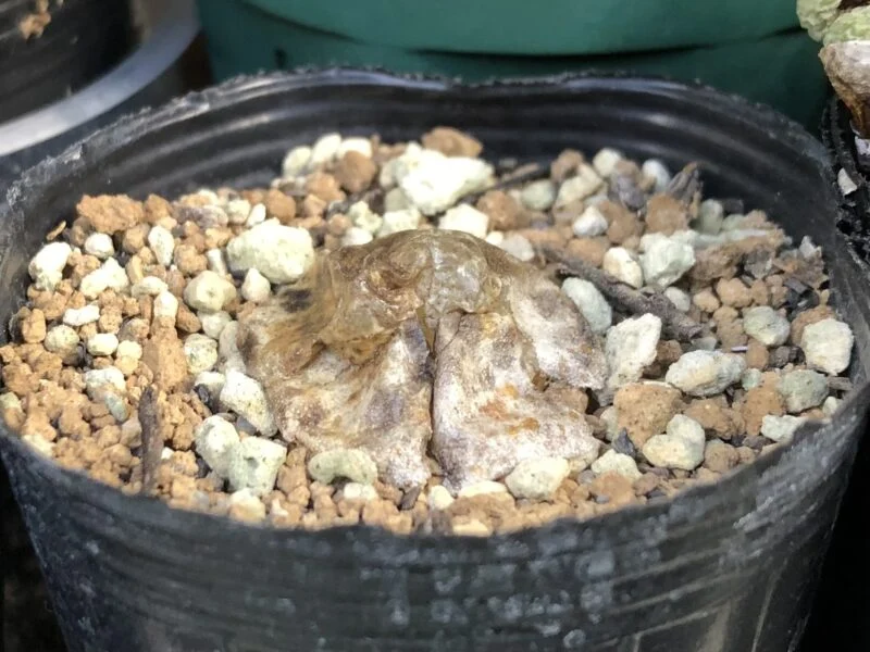 多肉植物 コノフィツム ブルゲリ