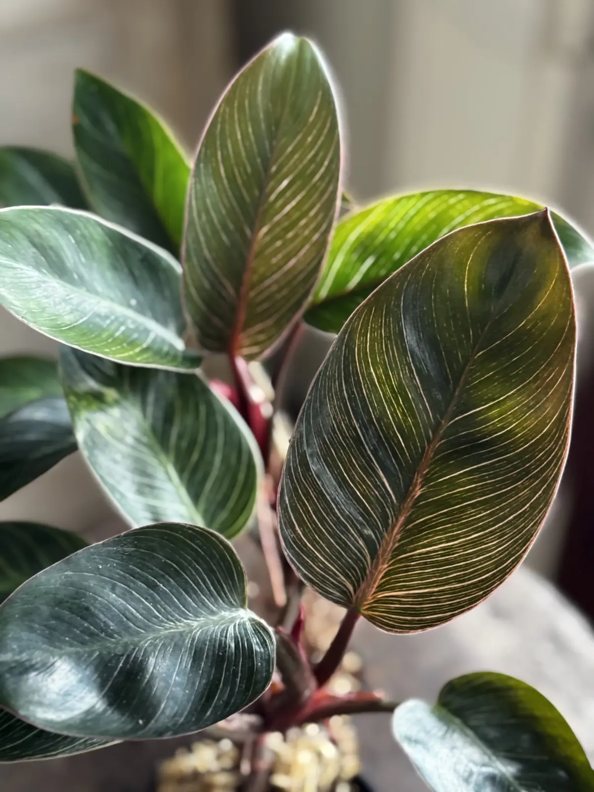 フィロデンドロン　ピンクバーキン