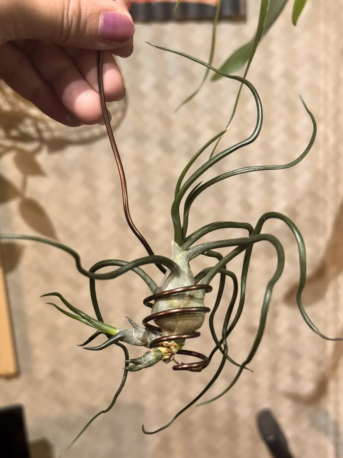 ティランジア　ブルボーサ　クランプ