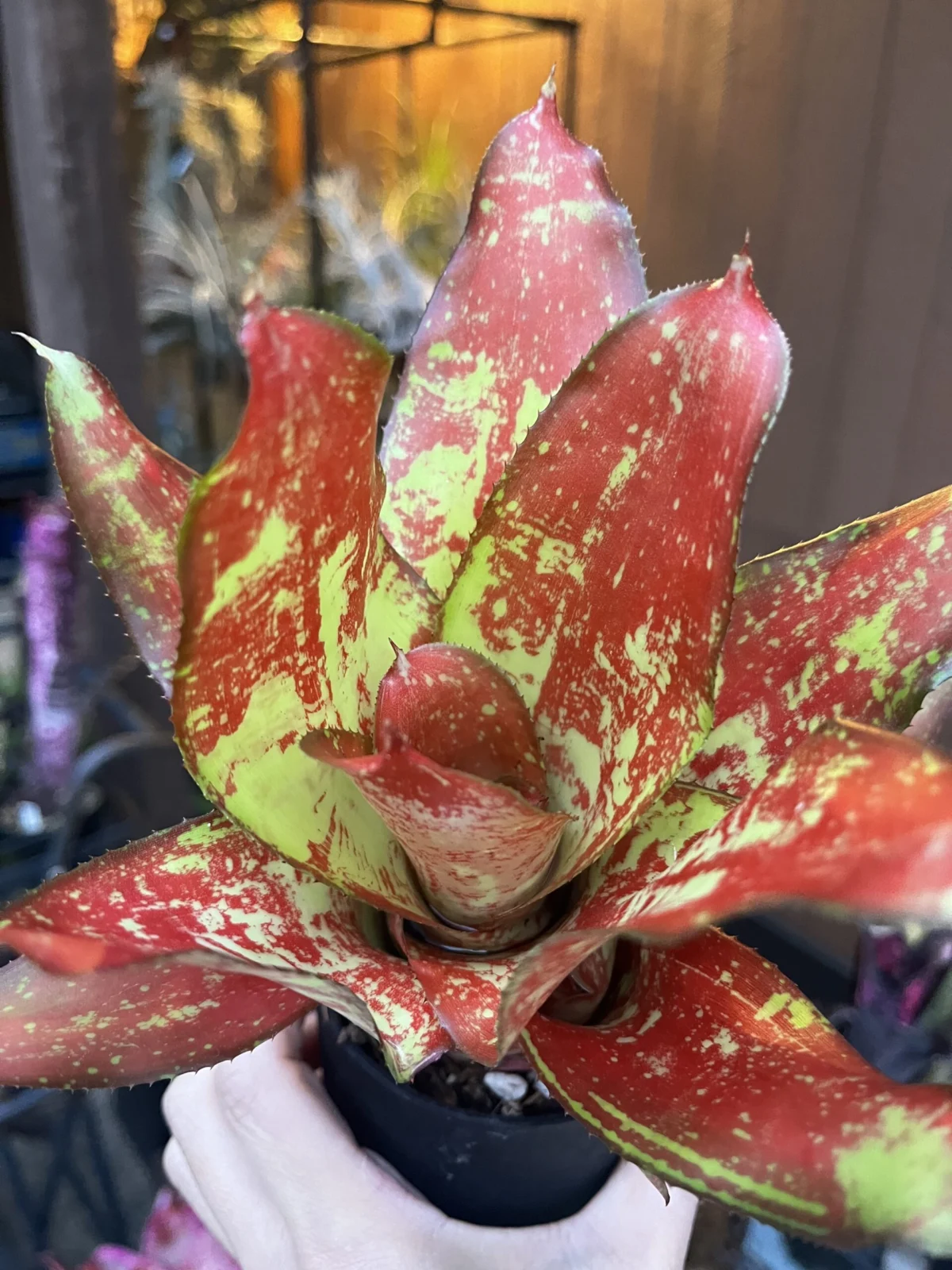 ネオレゲリア　パパイヤムーンライト