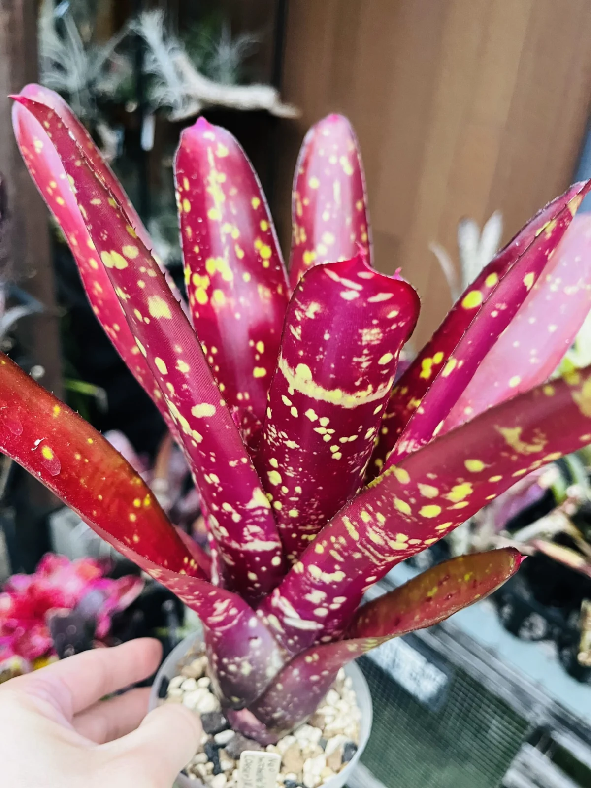 ネオレゲリア　ミシェル