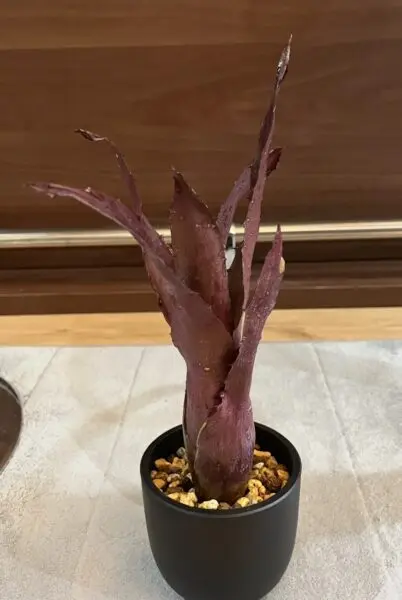 ホヘンベルギア ペンナエ×レメイ