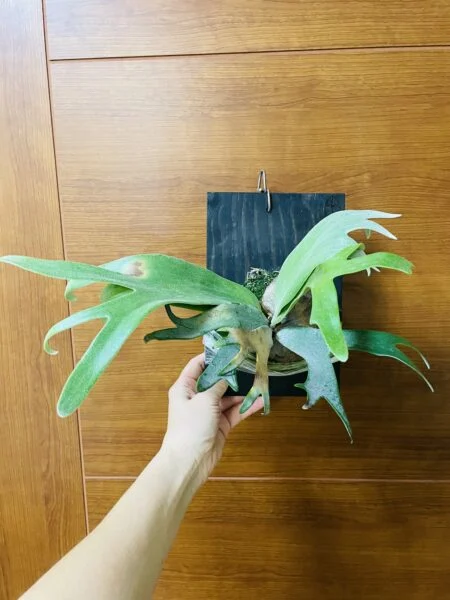 ビカクシダ　品種不明