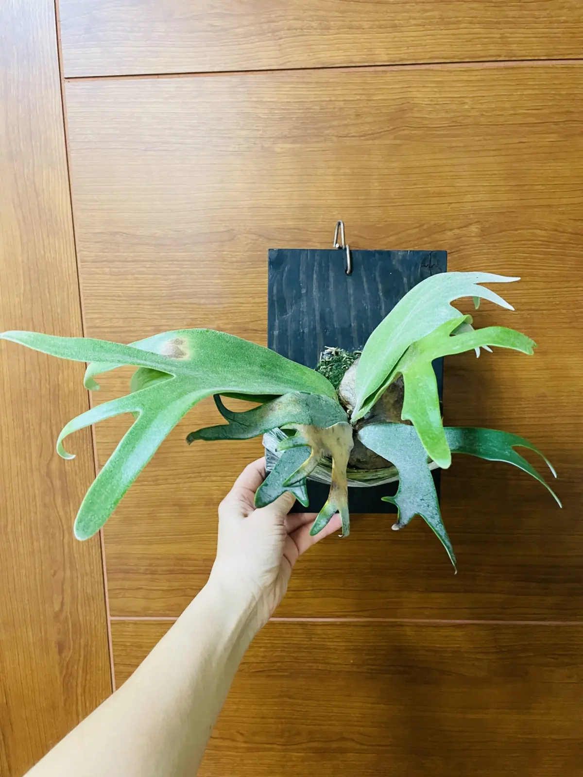 ビカクシダ　品種不明