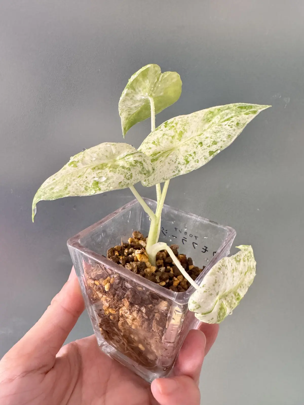 アロカシア　カモフラージュ