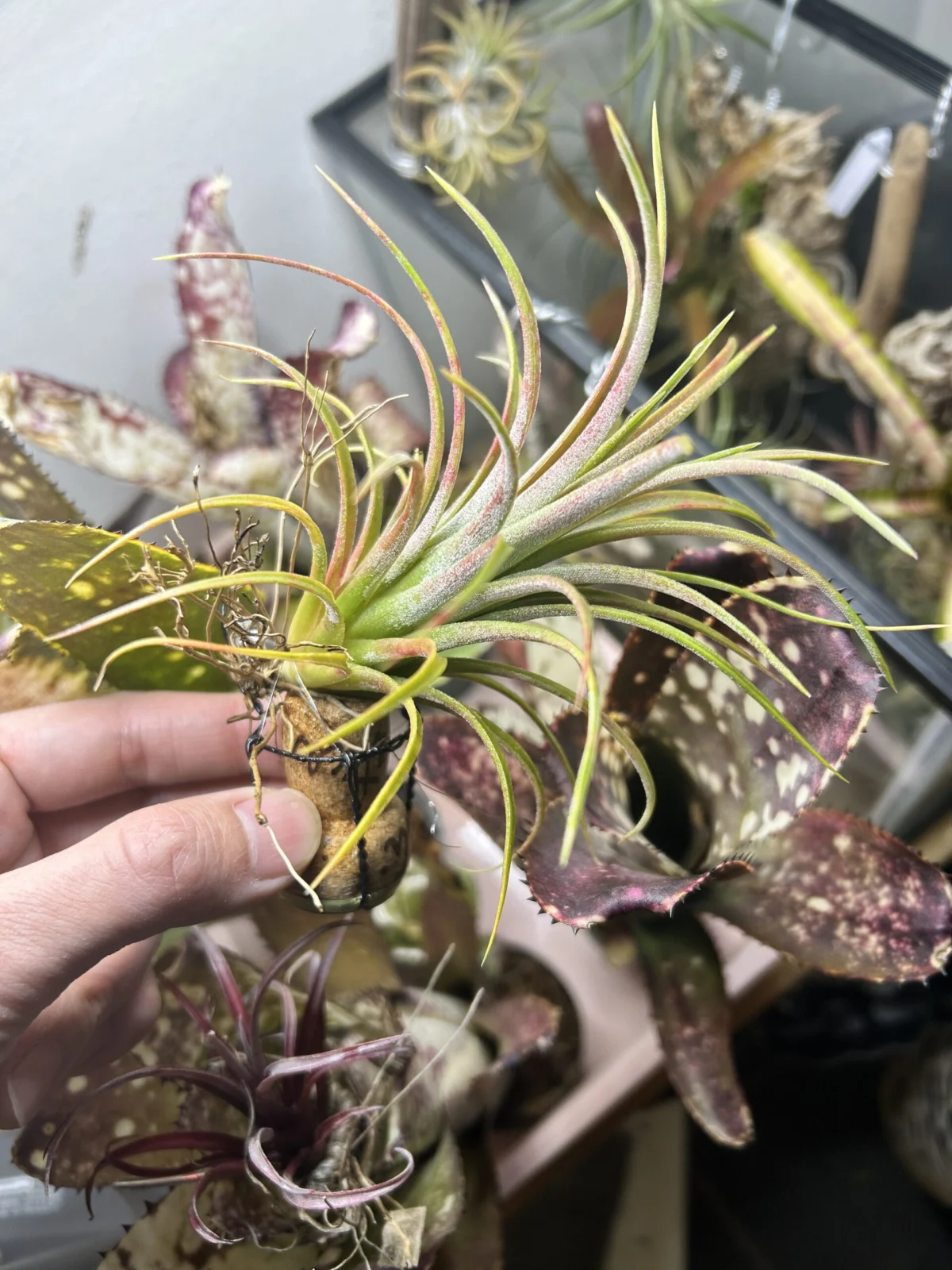 ティランジア　イオナンタ　クロス