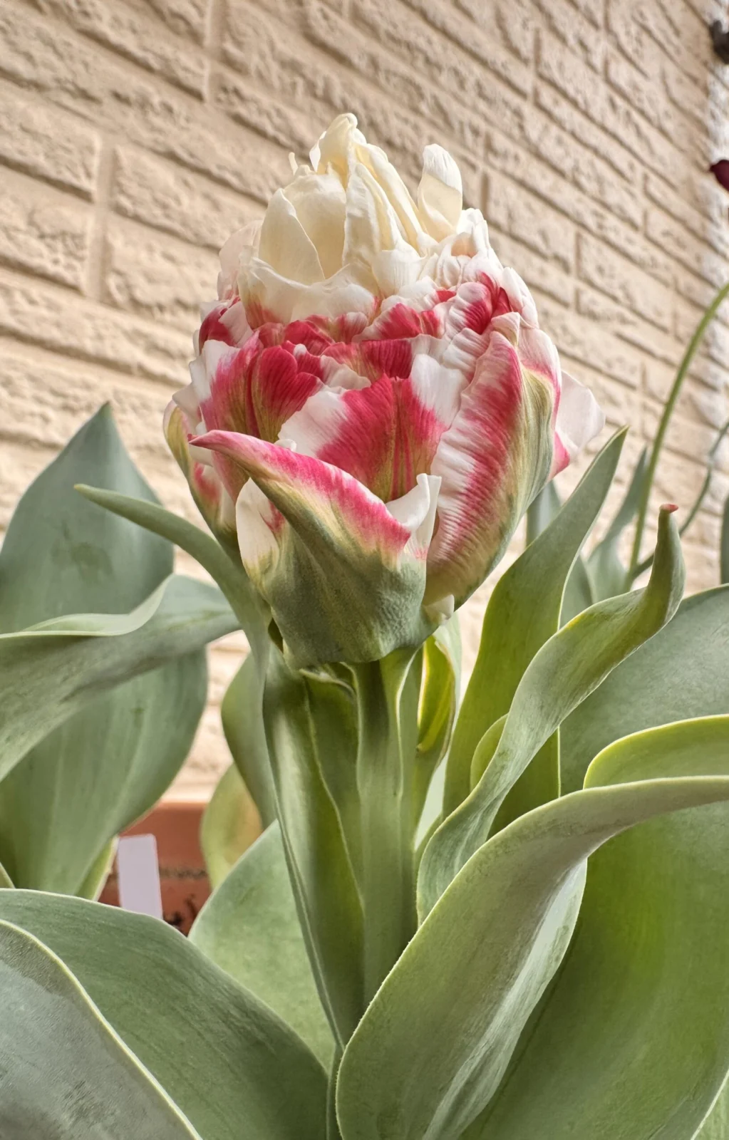 チューリップ　アイスクリーム