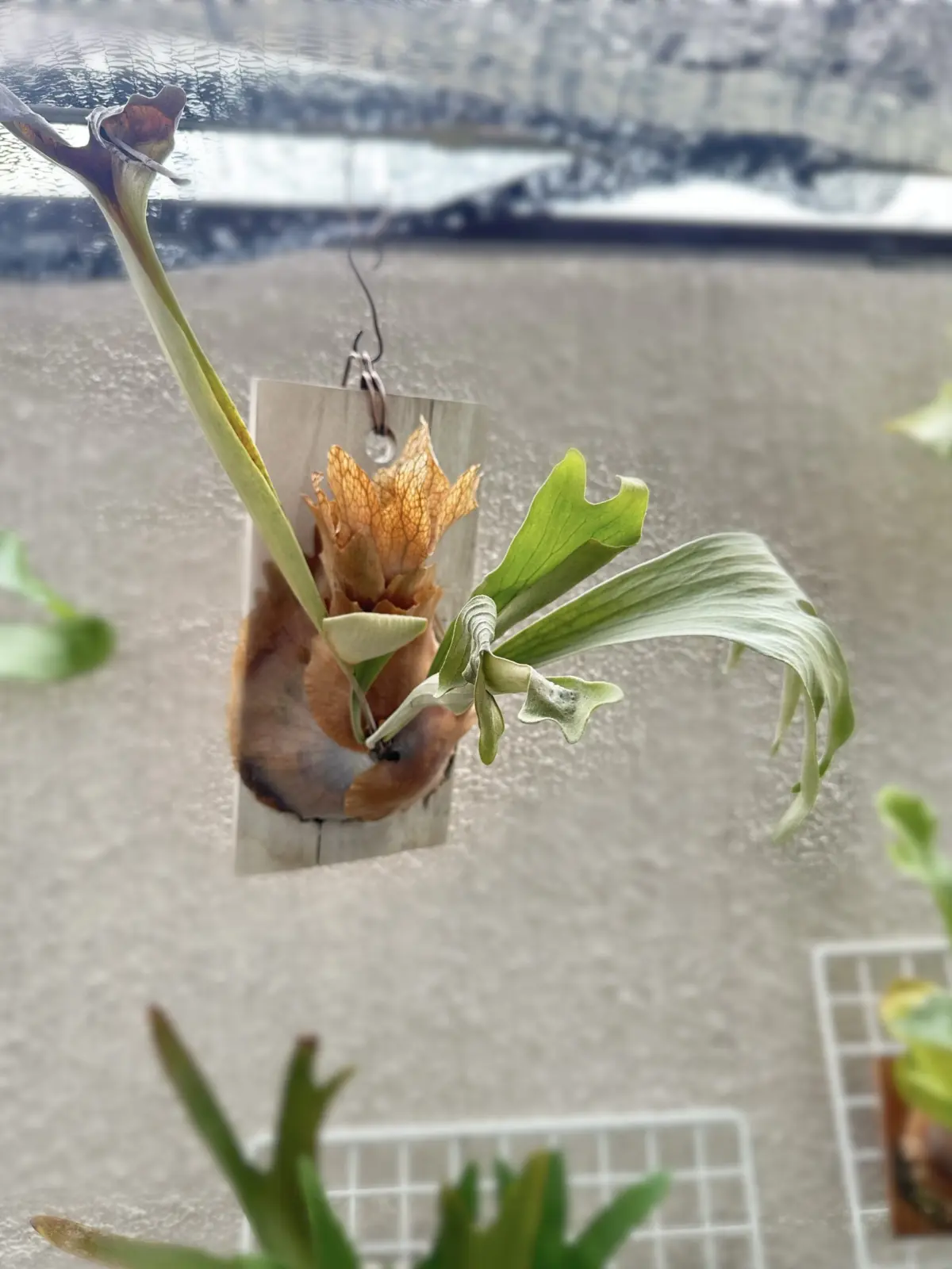 ビカクシダ　札落ち