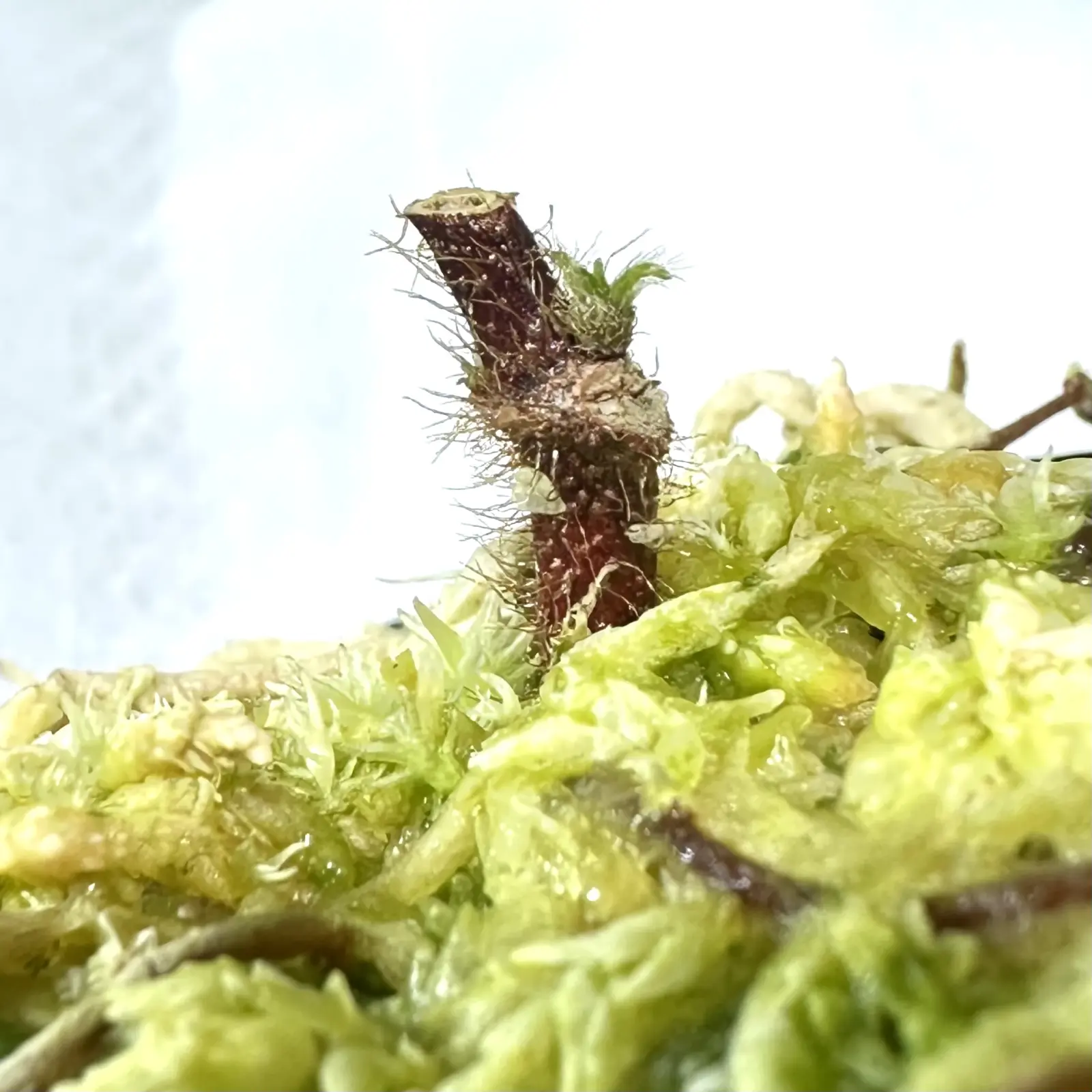 コルムネア　ミノール