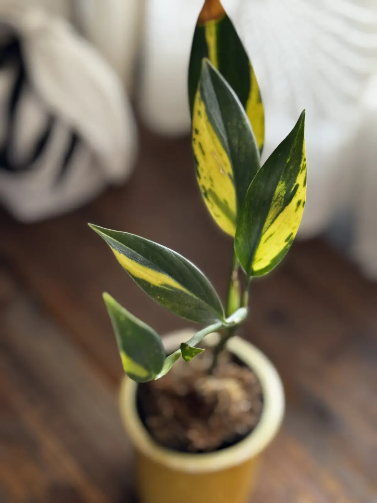 スキンダプサス コリアセウス