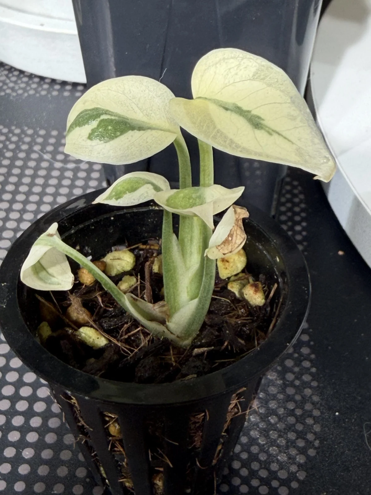 モンステラ ホワイトラバ ゴースト