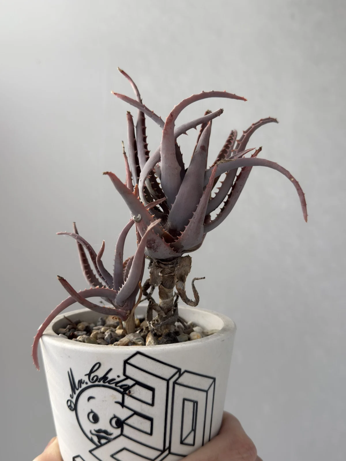 アロエ ブルーエルフ