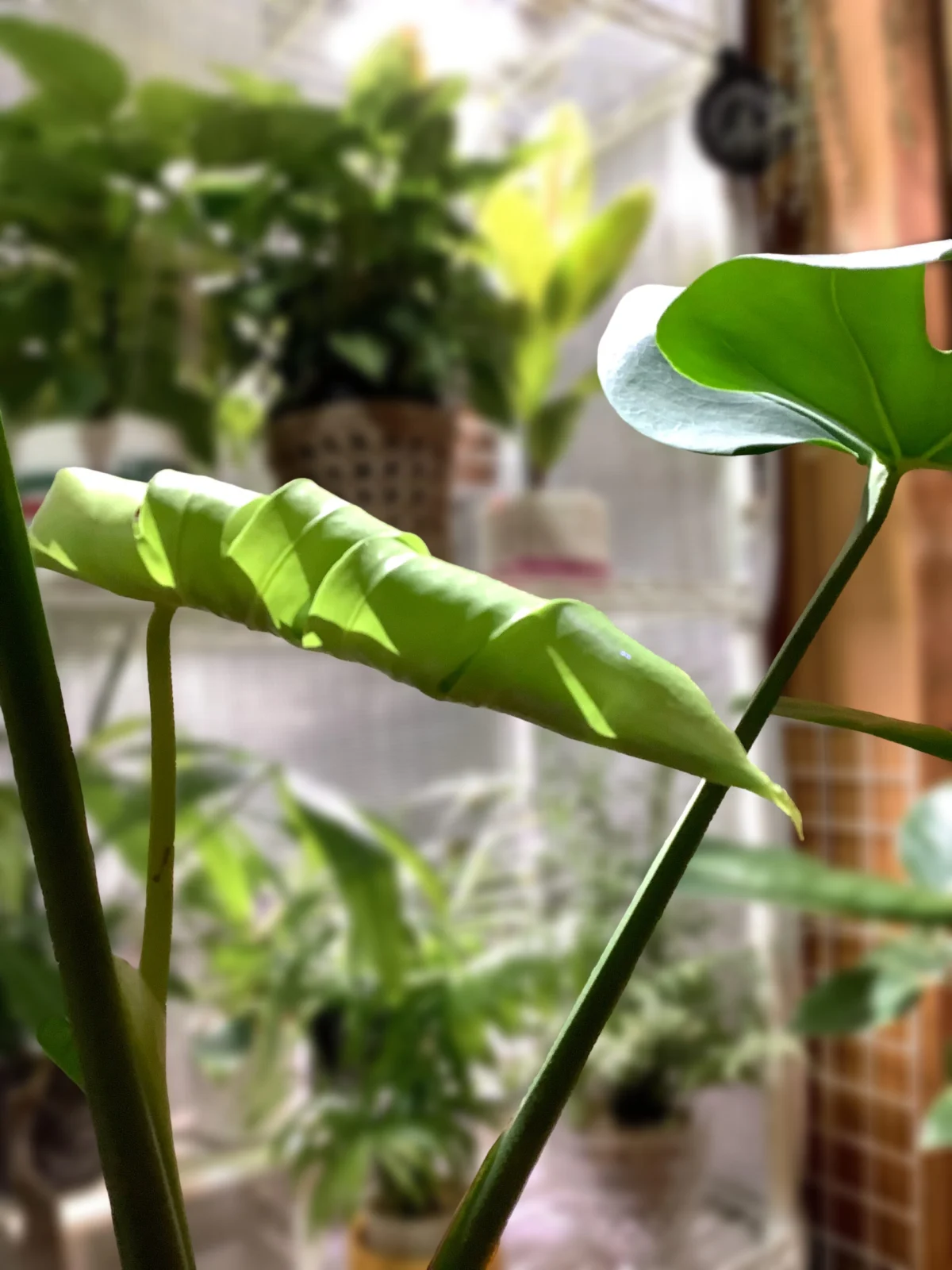 モンステラ ゆるふわドリ