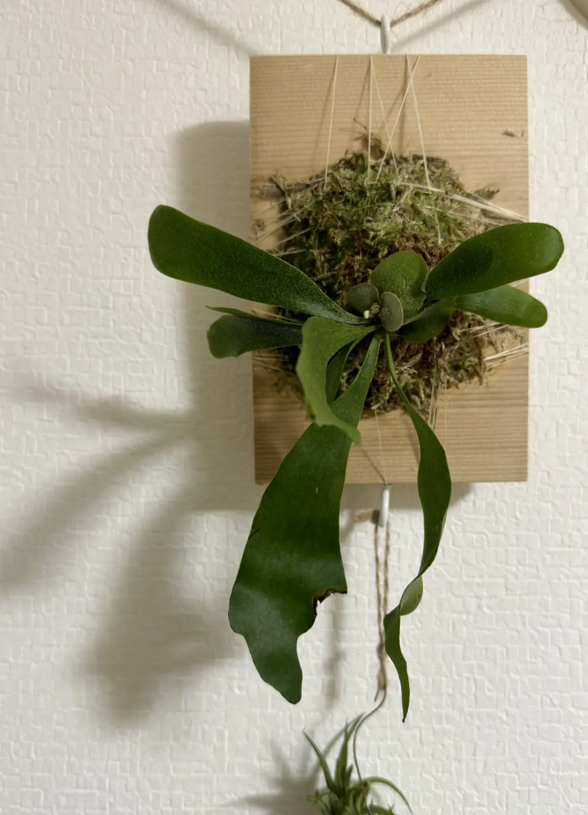 ビカクシダ ネザーランド