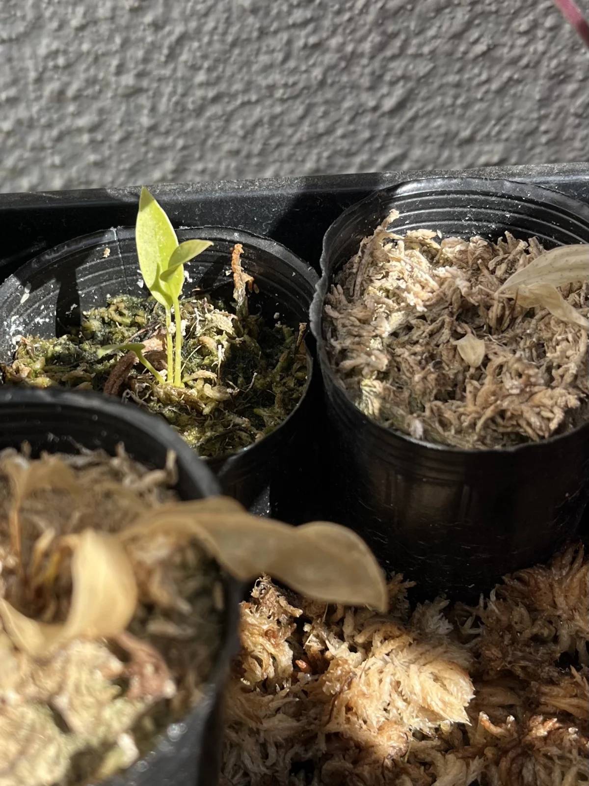 アンスリウム　スカンデンス　屋外越冬