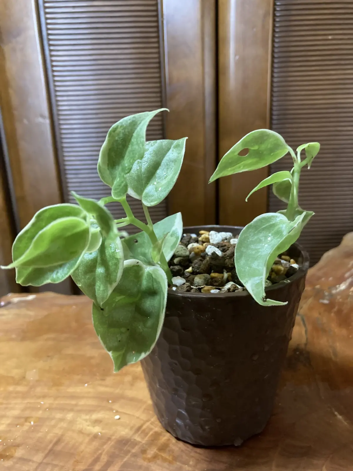 ペペロミア セルペンス