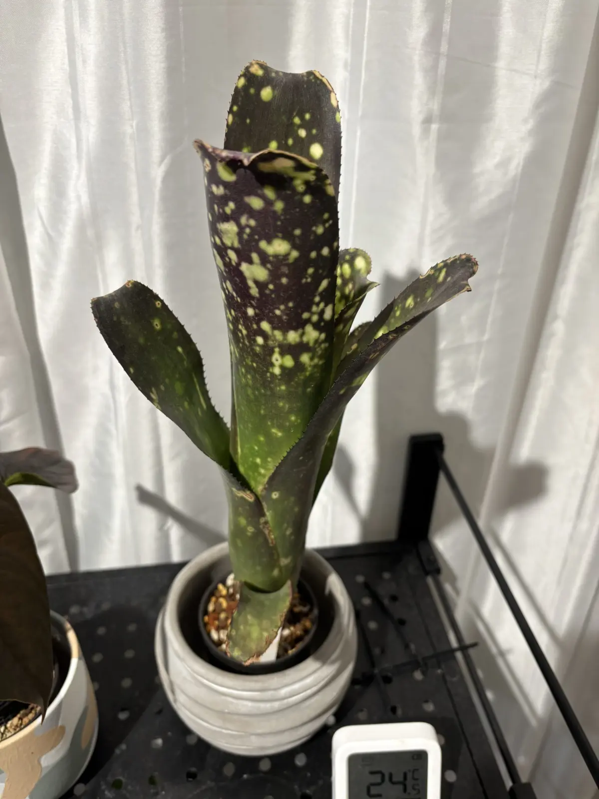 ビルベルギア　カワナパナシェ