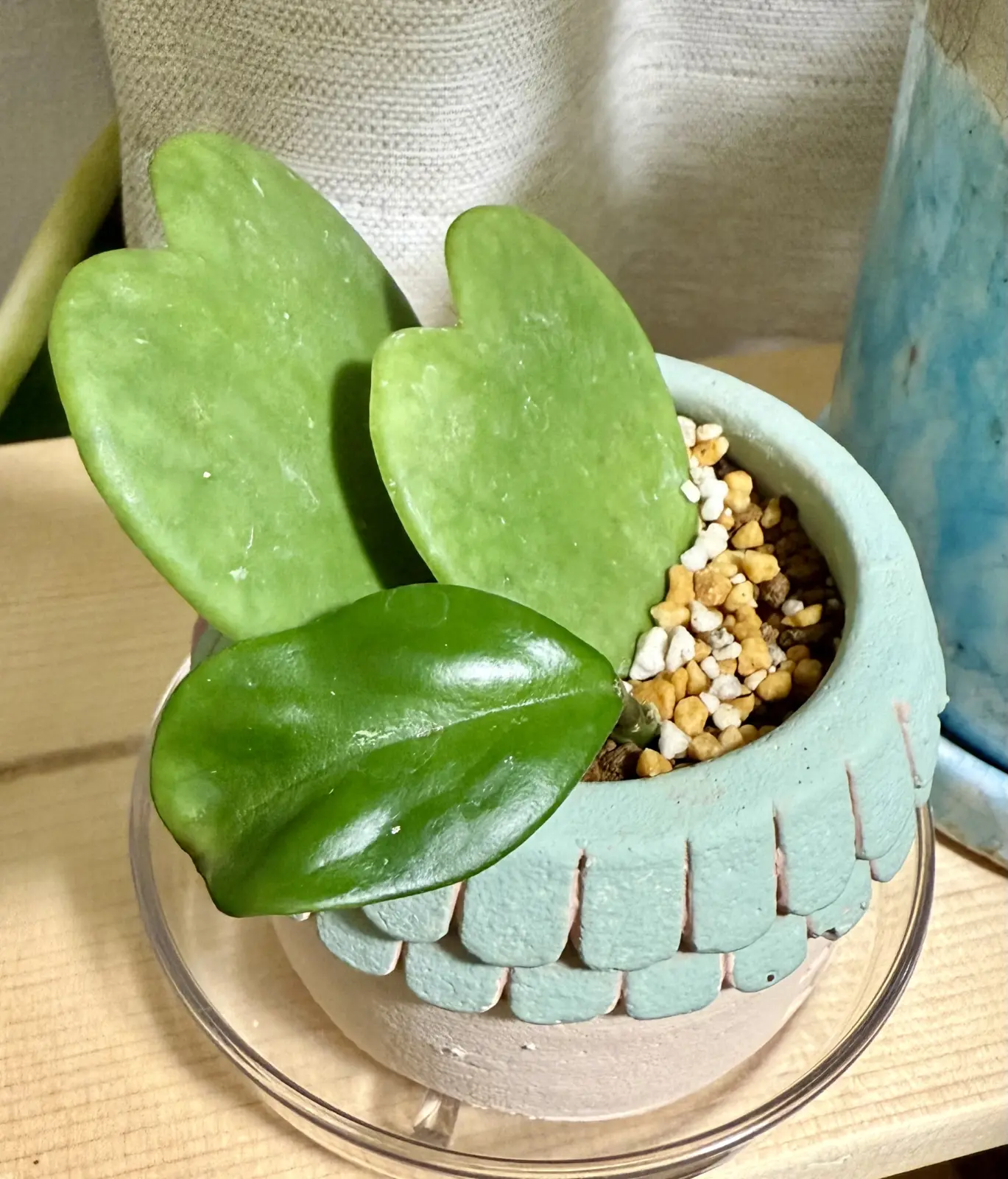 ホヤ ハート カーリー 葉挿し