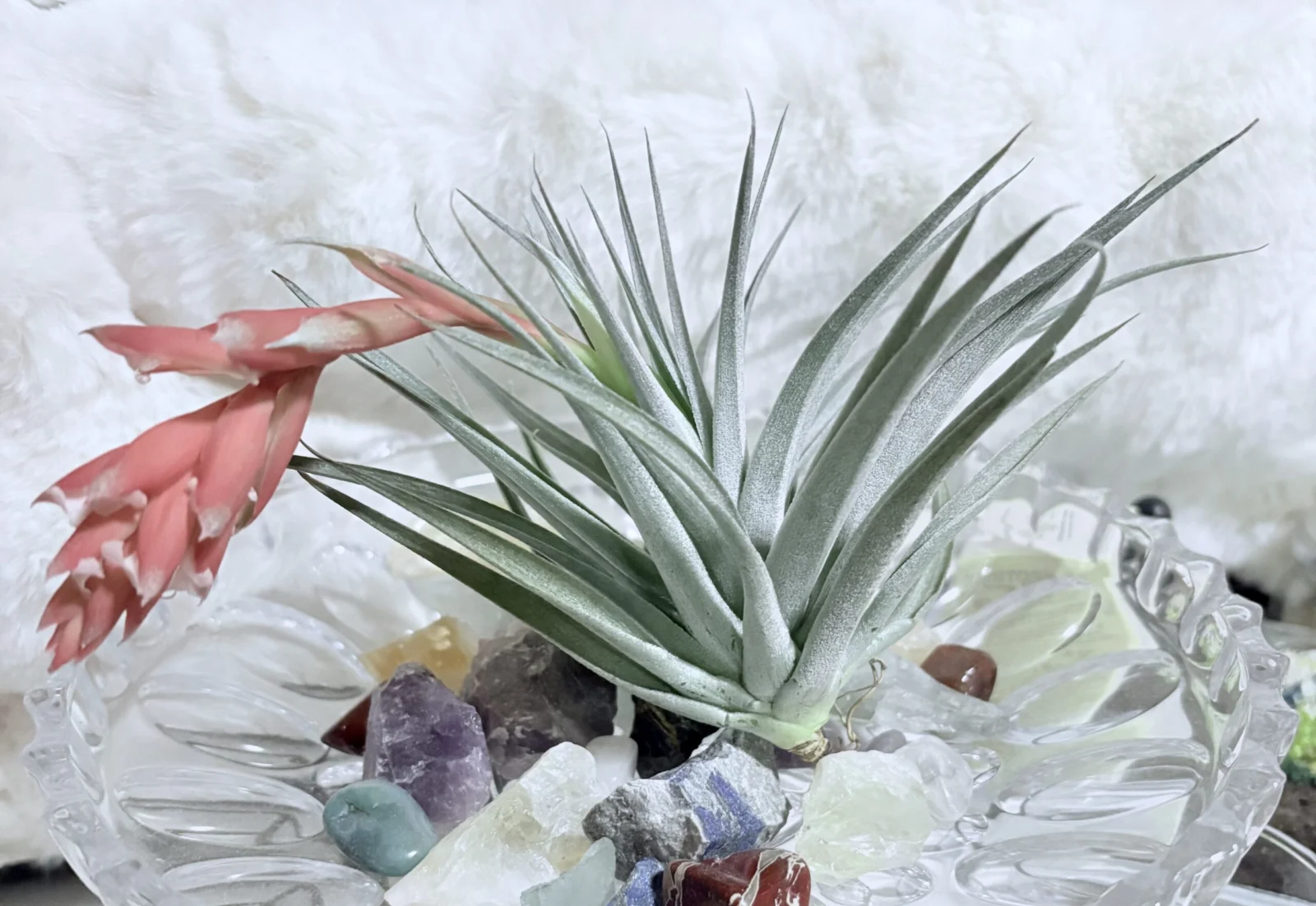 ティランジア レクルビフォリア　recrvifolia